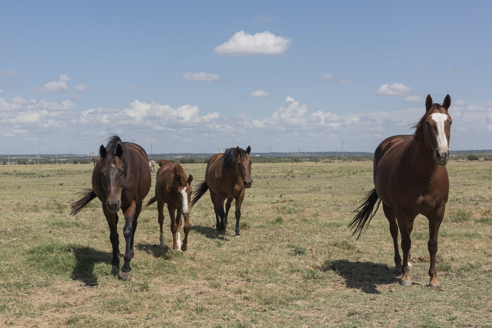 Waller, TX